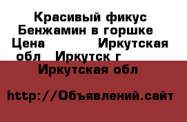 Красивый фикус Бенжамин в горшке › Цена ­ 1 500 - Иркутская обл., Иркутск г.  »    . Иркутская обл.